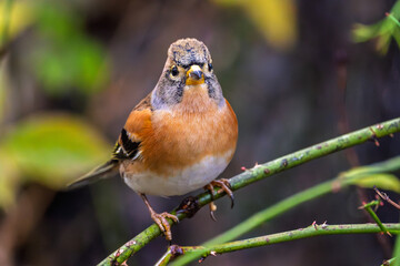 Bergfink oder Nordfink im Herbst