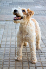 Wire fox terrier dog standing on a tile pavement, with curly coat and cheerful expression pets, joy and urban life.