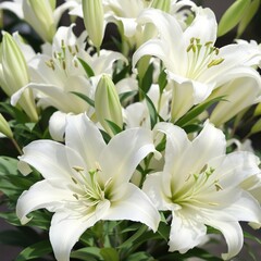 Fototapeta premium Close up of delicate white lilies with green leaves, nature, botanical, green leaves