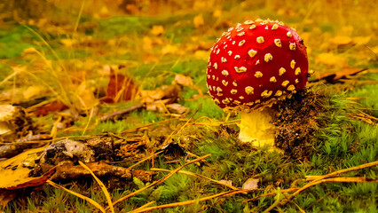 Close up of red toadstool.