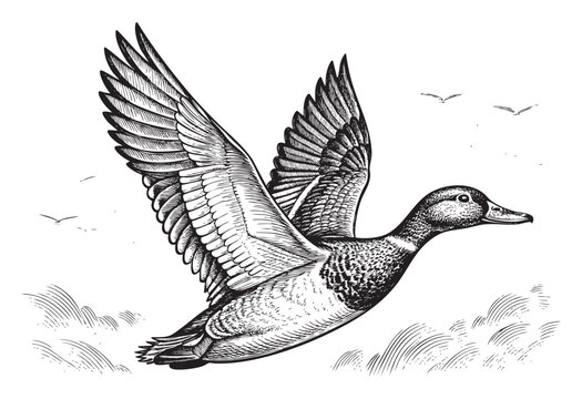 flying duck Canada Goose flying sketch hand dawn drawing vector illustration
