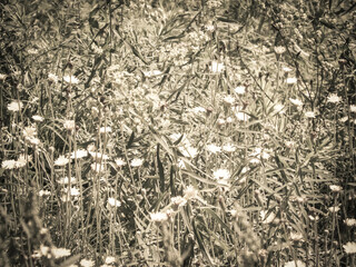 Wild medow flowers as a natural background.
