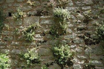 Stone wall, Plant on the wall, Ancient Wall