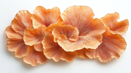 orange mushroom, mushroom coral, isolated on white background.