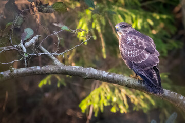 Common buzzard (Buteo buteo) in the forest, Perthshire, Scotland