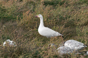 Snow goose (Anser caerulescens) standing in grass