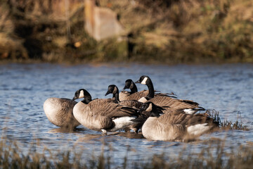 Fototapeta premium Large group of canada geese at a riverbank