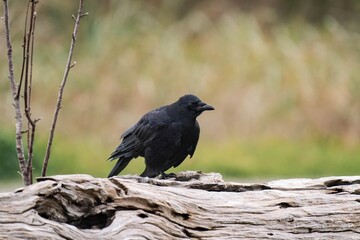 Obraz premium Raven standing on a tree branch