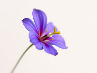 Obraz premium Commelina dianthifolia Birdbill Dayflower Closeup, flowering plants, botanical images