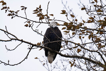 Adult bald eagle on a tree branch