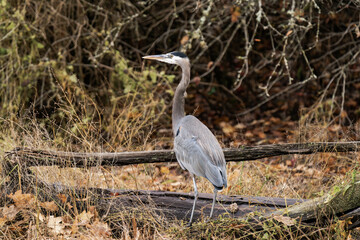 Great blue heron standing at a riverside with fall leaves