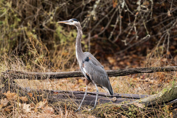 Great blue heron standing at a riverside with fall leaves