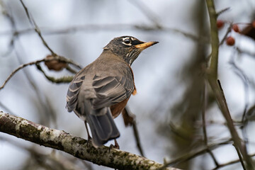 American robin (Turdus migratorius) close-up