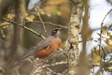 American robin (Turdus migratorius) close-up