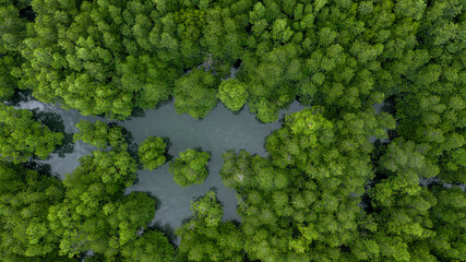 Aerial view mangrove forest tree, Green mangrove forest tree ecosystem, Mangrove forest tree nursery area, Nature texture and background ecology system ecosystem.