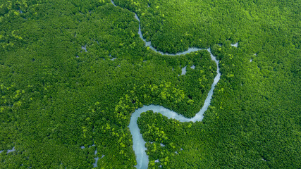 Aerial view mangrove forest tree, Green mangrove forest tree ecosystem, Mangrove forest tree...