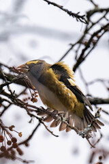 Evening grosbeak (Hesperiphona vespertina) eating berries in the sunlight