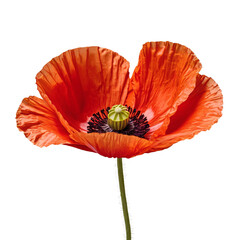 Close-up of single poppy flower isolated on white or transparent background
