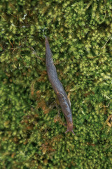 Brown slug on some moss