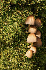 Mushrooms growing on a tree with moss