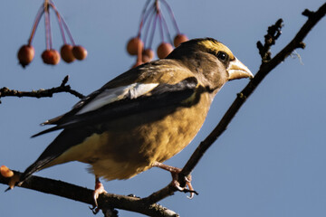 Evening grosbeak (Hesperiphona vespertina) eating berries in the sunlight