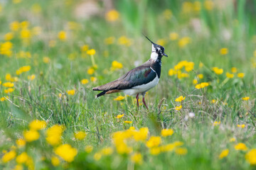 Northern lapwing (.  ) in a wildflower meadow, North Uist, Outer Hebrides, Scotland