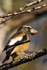 Evening grosbeak (Hesperiphona vespertina) eating berries in the sunlight