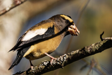Evening grosbeak (Hesperiphona vespertina) eating berries in the sunlight