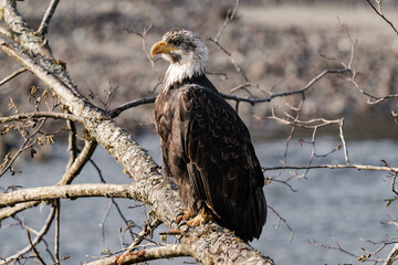 Adult bald eagle sitting on a tree branch at a river, sunlight on it