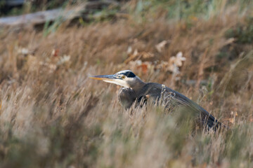 Great blue heron hiding between some grasses