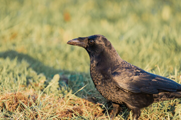Common raven or northern raven (Corvus corax) in the sunset on some grass, looking for food