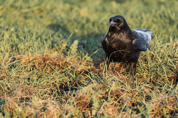 Common raven or northern raven (Corvus corax) in the sunset on some grass, looking for food