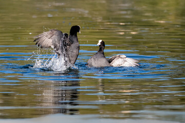 Due folaghe (Fulica atra) combattono furiosamente nell'acqua dello stagno durante la stagione degli amori.