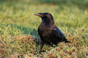 Common raven or northern raven (Corvus corax) in the sunset on some grass, looking for food