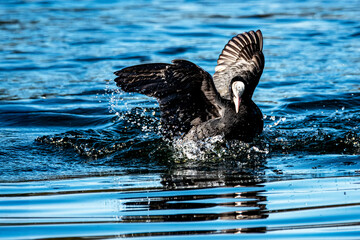 Una folaga (Fulica atra) nuota velocemente usando le ali per sfuggire a un avversario in fase di accoppiamento.