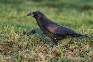 Obraz premium Common raven or northern raven (Corvus corax) in the sunset on some grass, looking for food