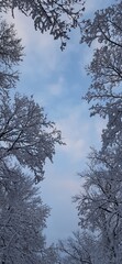 Beautiful sky at through treetops in blue colors. Natural background with frame of snowy treetops against the beautiful sky.