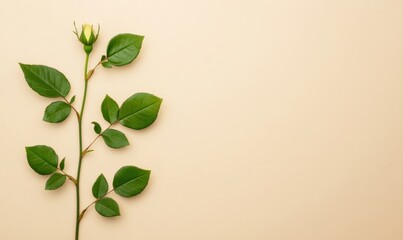 Fototapeta premium Small rose twig with five green leaves isolated on a flat beige background, creating fresh contrast 