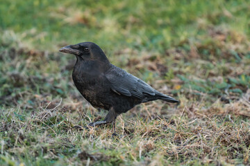 Common raven or northern raven (Corvus corax) in the sunset on some grass, looking for food