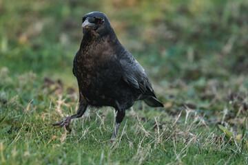 Common raven or northern raven (Corvus corax) in the sunset on some grass, looking for food