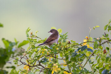 common whitethroat on top of a bush