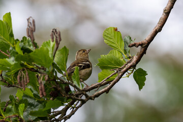 chaffinch on a branch