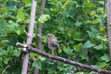 European robin in the garden