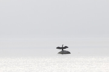 Great cormorant in the mist