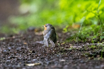 European robin on the ground