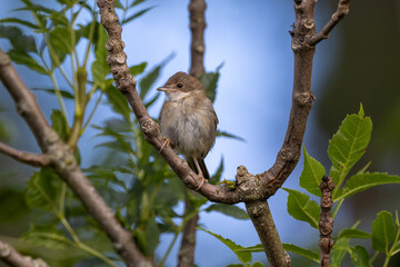 common whitethroat on a branch