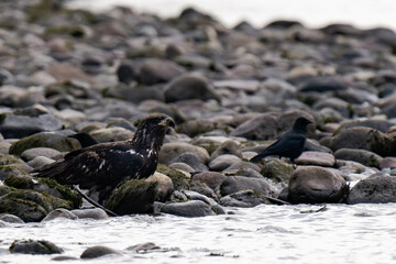 Juvenile bald eagle sitting on a riverbank