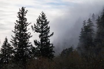 Foggy forest background in Squamish, British Columbia, Canada