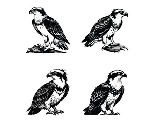Obraz premium osprey black and white Silhouettes.