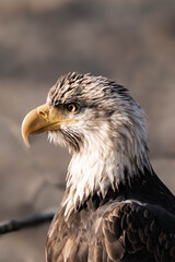 Close-up of a potrait of a bald eagle